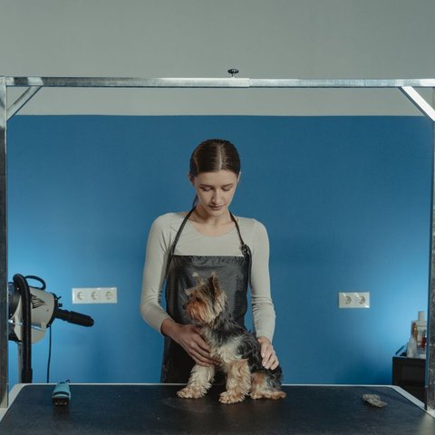 Pet groomer in an apron working with a small dog on a grooming table
